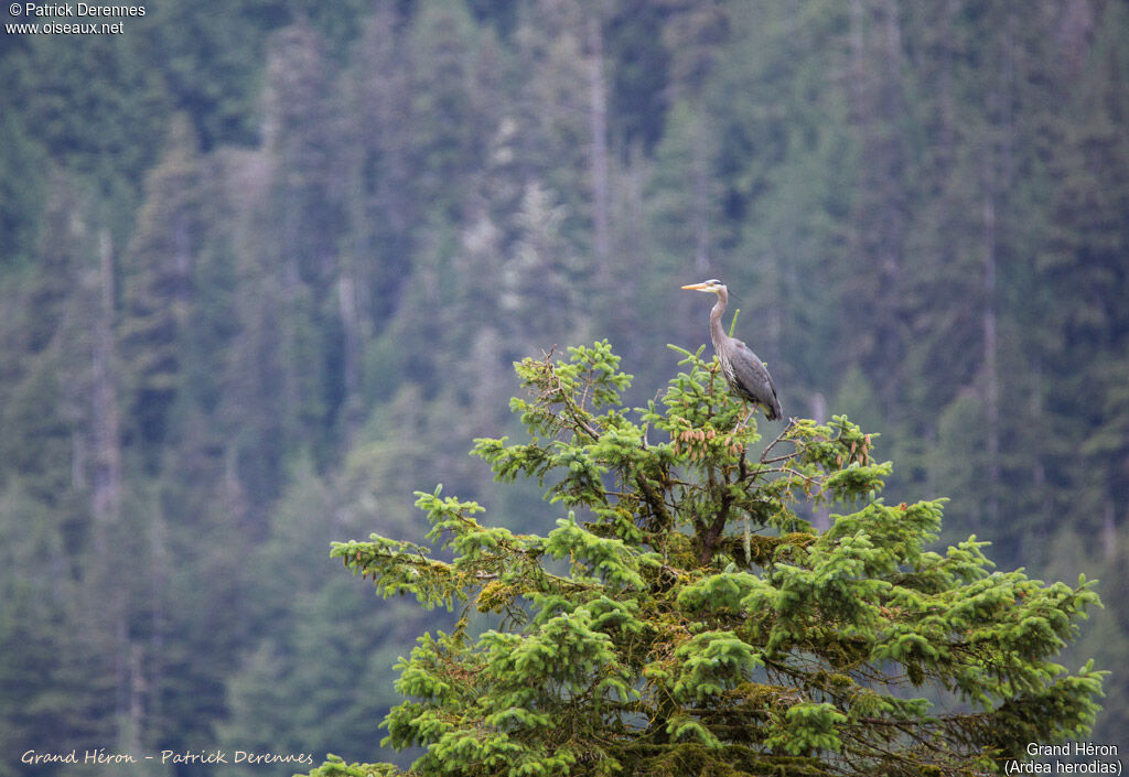 Great Blue Heron, identification, habitat