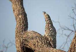 Great Potoo