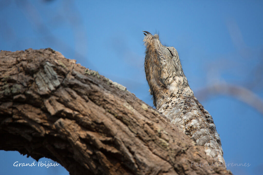 Great Potooadult, identification, close-up portrait, habitat