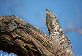 Great Potoo