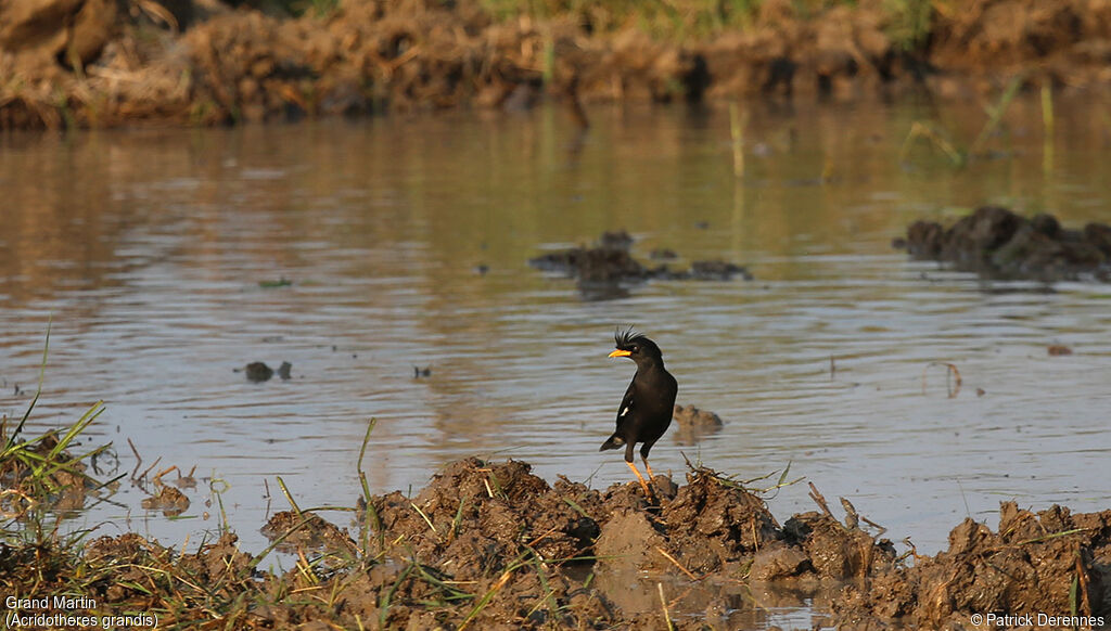 Great Myna