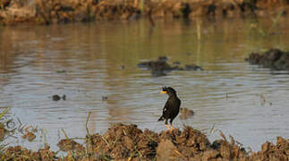 Great Myna