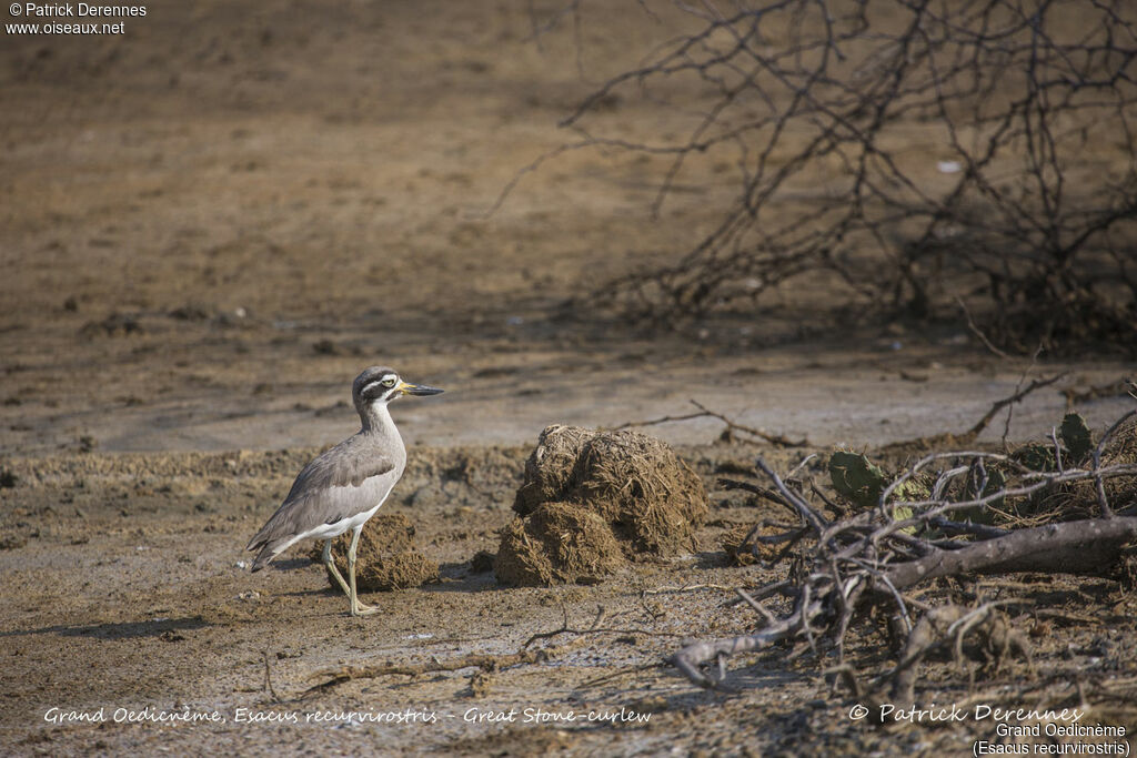 Great Stone-curlew, identification, habitat