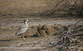 Great Stone-curlew