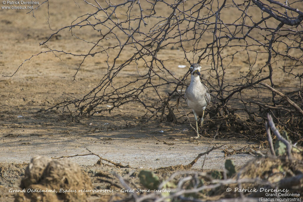 Great Stone-curlew, identification, habitat