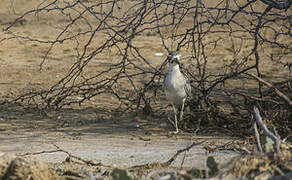 Great Stone-curlew