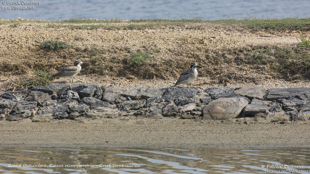 Great Stone-curlew, habitat