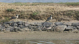 Great Stone-curlew