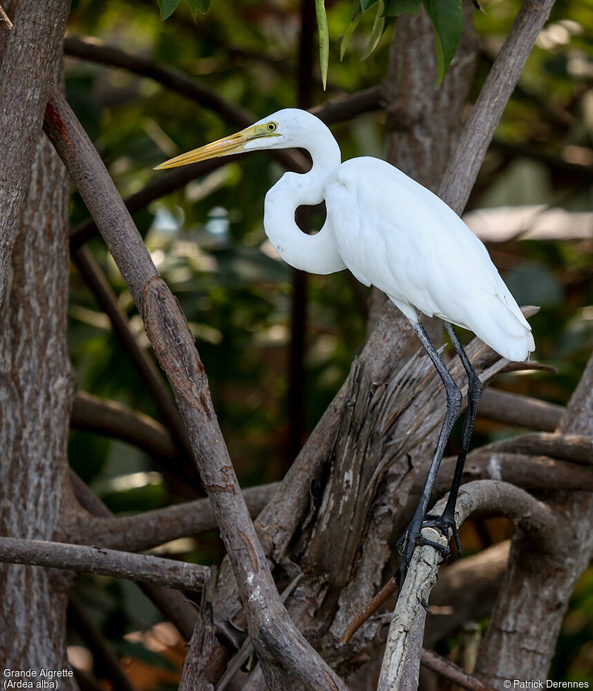 Grande Aigrette