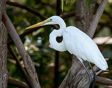 Great Egret