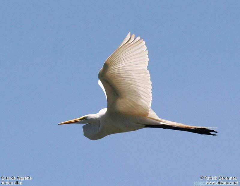 Great Egretadult