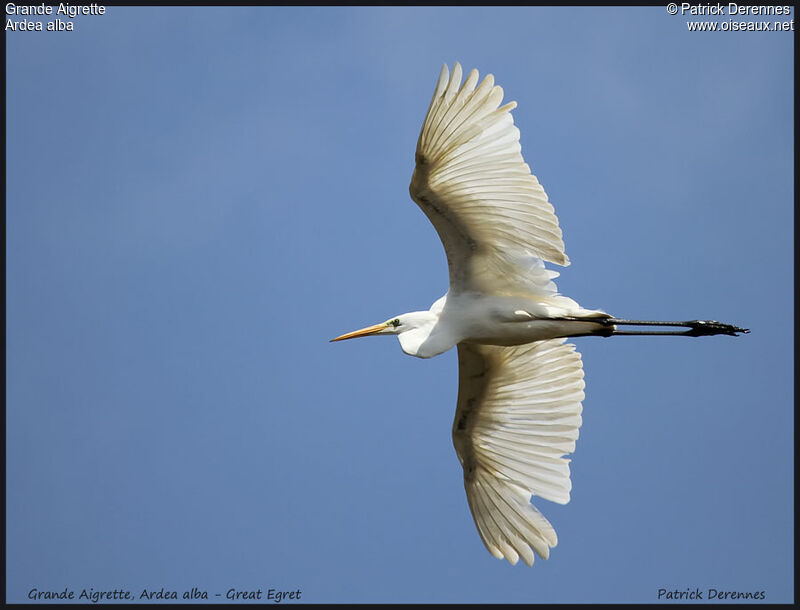 Great Egret, Flight
