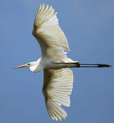 Grande Aigrette