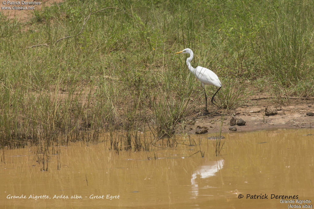 Grande Aigrette, identification, habitat