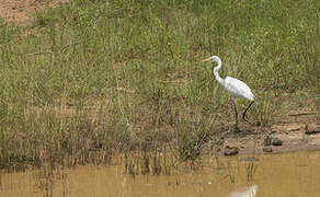 Grande Aigrette