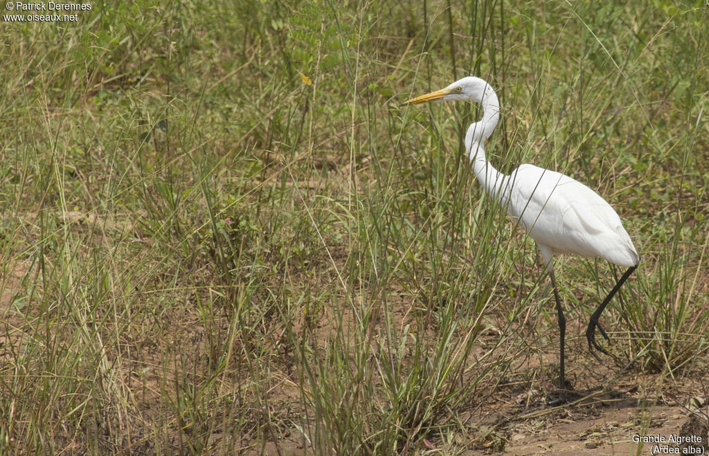 Grande Aigrette, identification, portrait