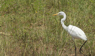 Grande Aigrette