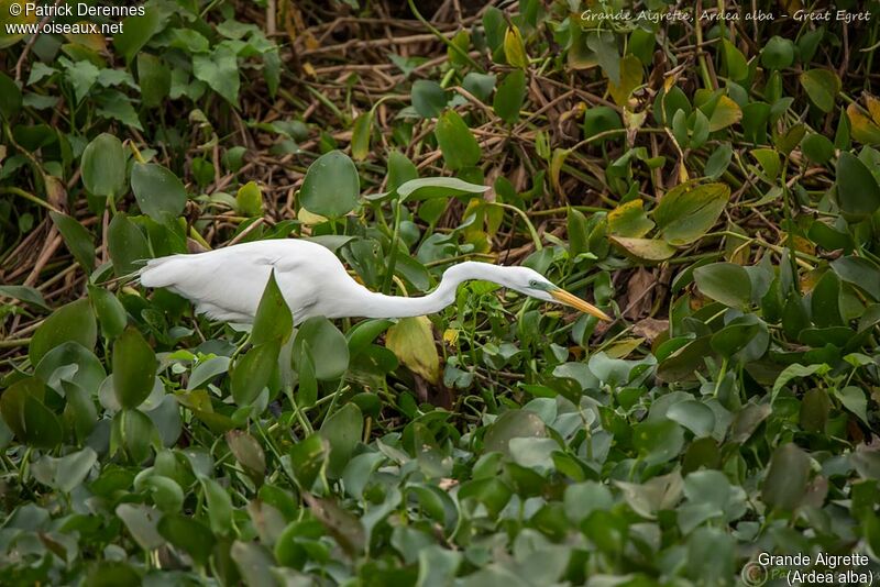 Great Egret, identification, habitat, fishing/hunting