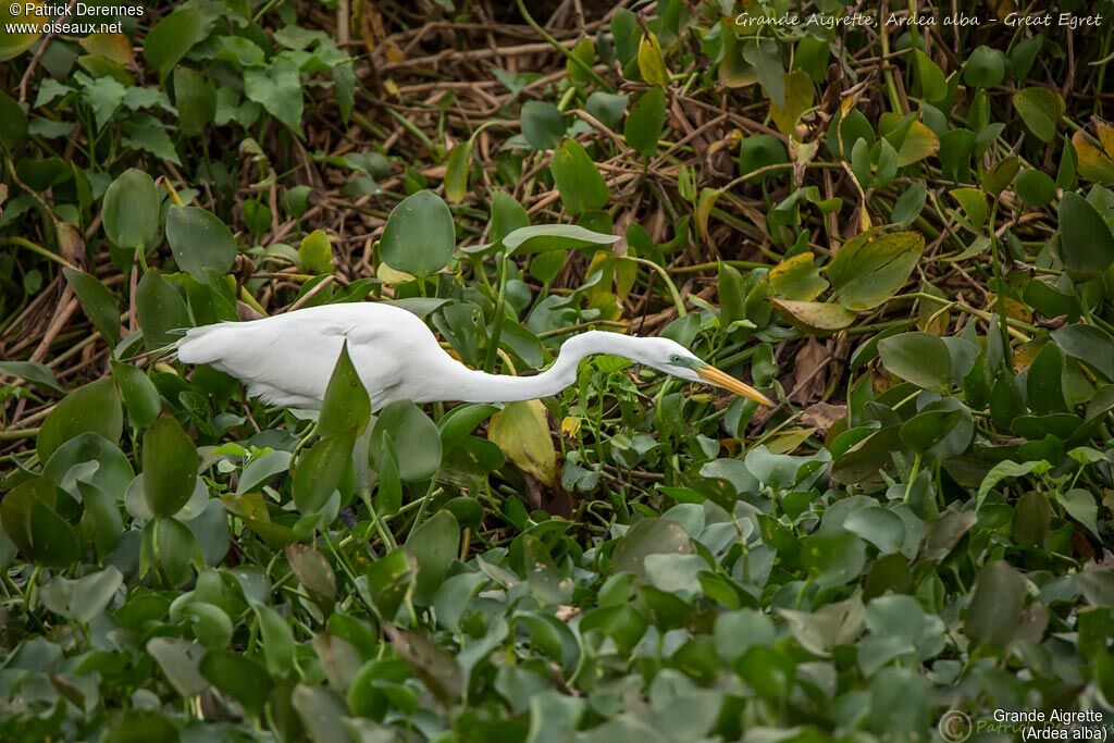 Great Egret, identification, habitat, fishing/hunting