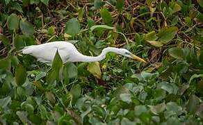 Grande Aigrette