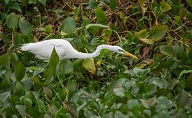 Grande Aigrette