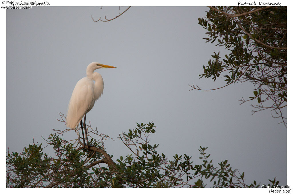 Great Egret, identification