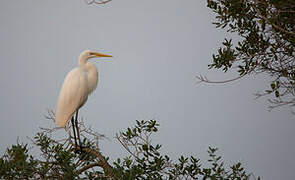 Grande Aigrette