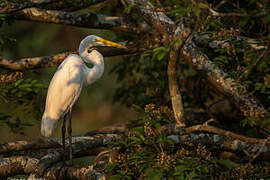 Grande Aigrette