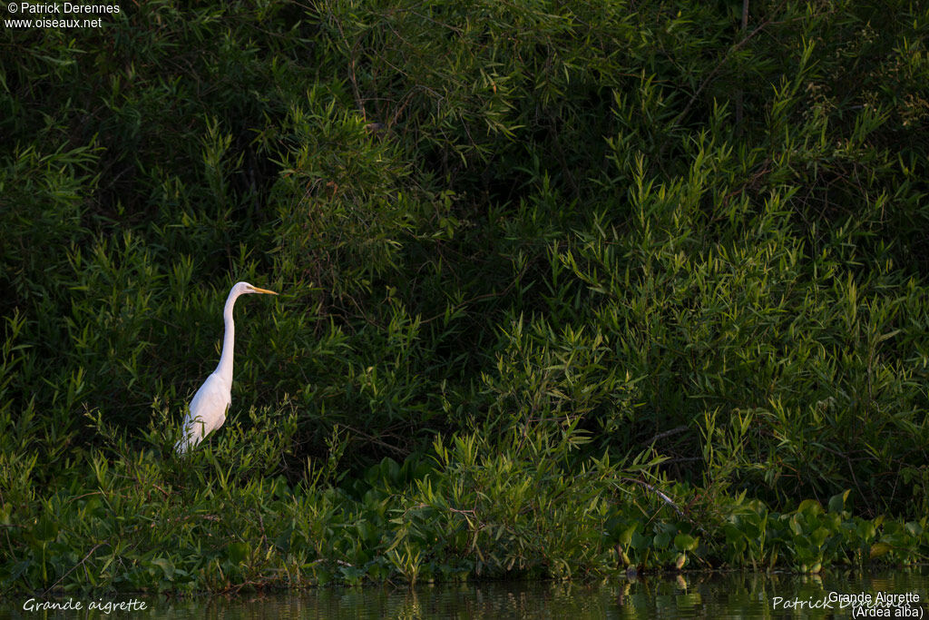 Grande Aigrette, identification, habitat