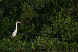 Grande Aigrette