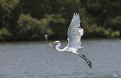 Grande Aigrette