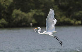 Great Egret