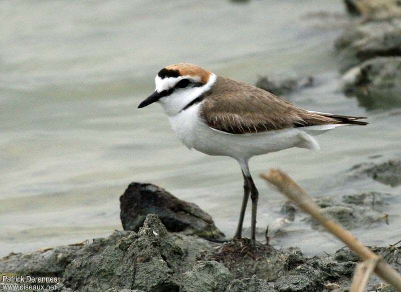 Kentish Ploveradult breeding, identification