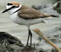 Kentish Plover