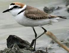 Kentish Plover