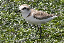 Kentish Plover