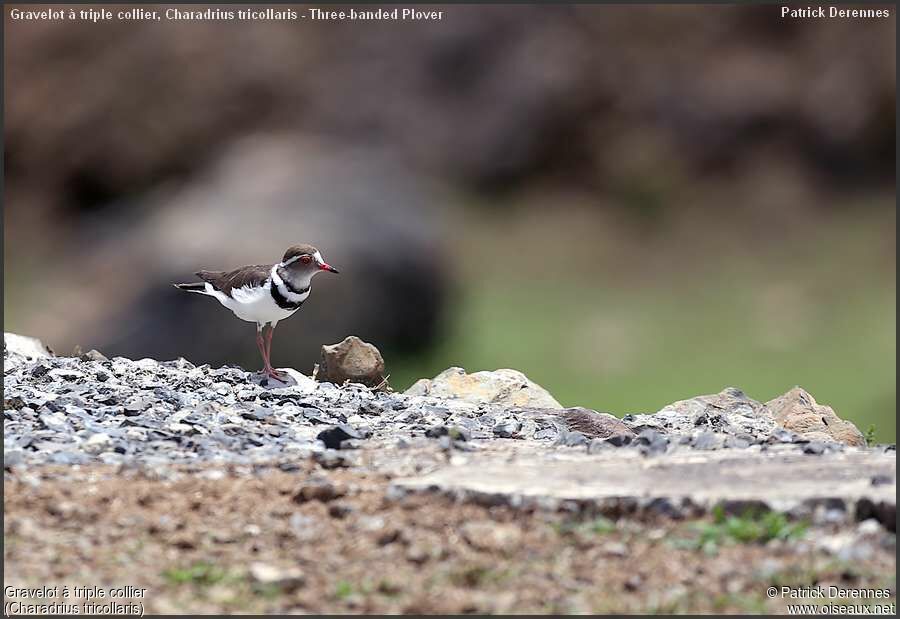 Three-banded Ploveradult