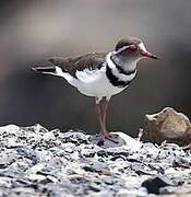 Three-banded Plover