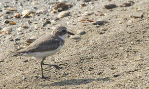 Greater Sand Plover