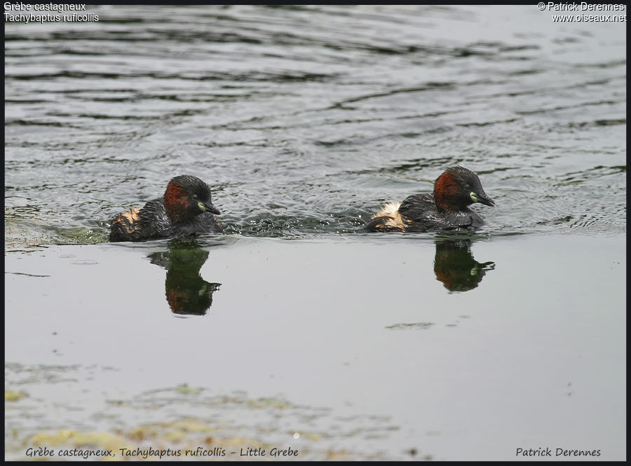 Little Grebe adult breeding, identification, Reproduction-nesting, Behaviour