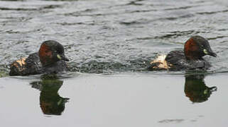 Little Grebe