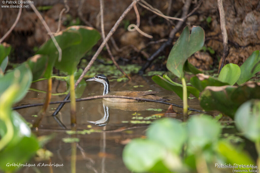 Sungrebe, identification, habitat