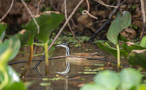 Sungrebe