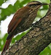 Narrow-billed Woodcreeper