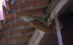 Narrow-billed Woodcreeper