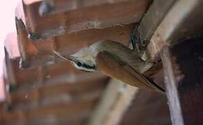 Narrow-billed Woodcreeper