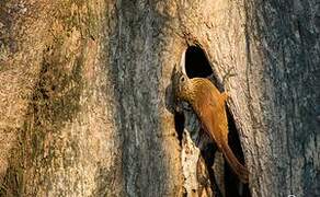 Straight-billed Woodcreeper