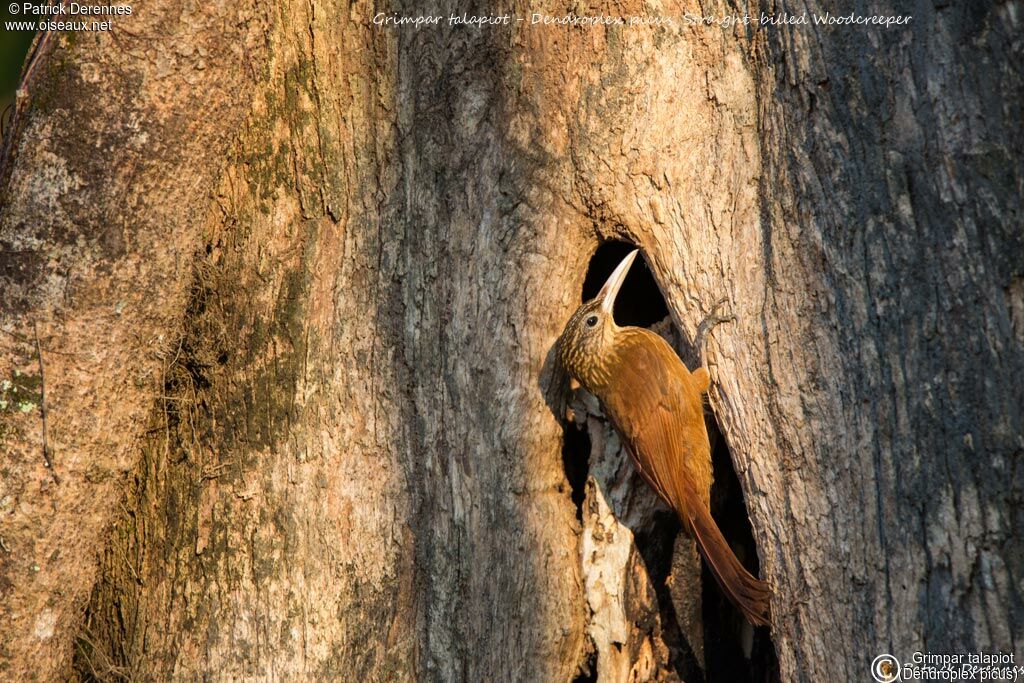 Straight-billed Woodcreeper, identification, habitat