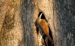 Straight-billed Woodcreeper