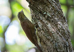 Straight-billed Woodcreeper